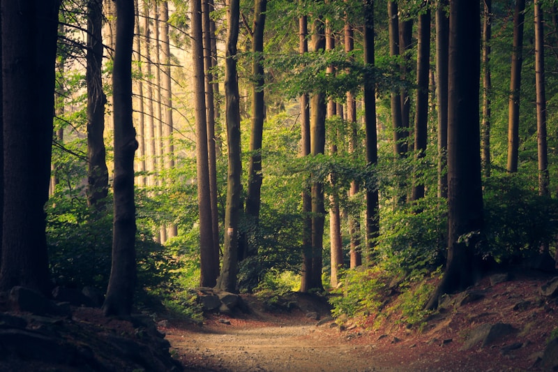 Sunlit dirt path winding through a dense forest with tall trees and green foliage